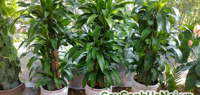 Cây thiết mộc lan-loài cây mang đến sự may mắn