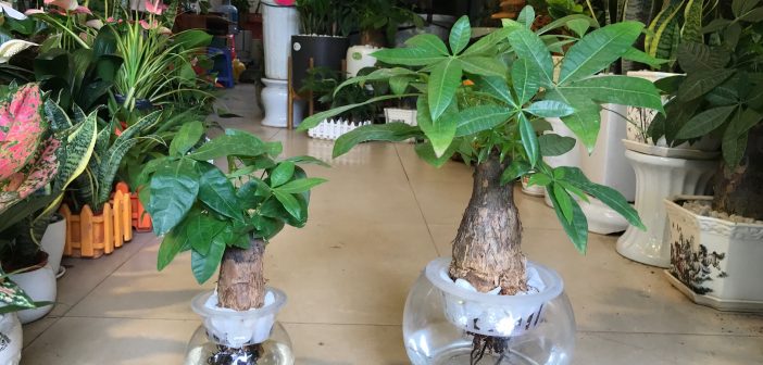 Địa chỉ tìm mua cây thủy canh ở đâu tại Hà Nội