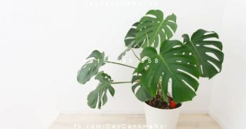 Một số thông tin của dịch vụ cho thuê cây cảnh trên thị trường