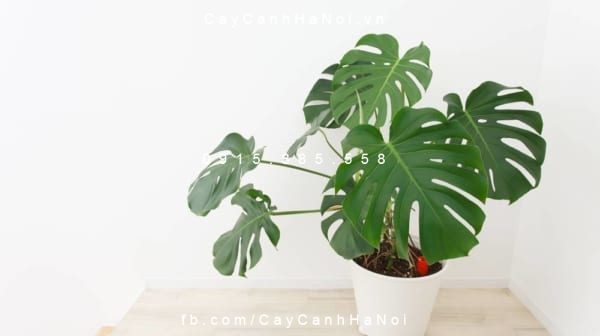 Một số thông tin của dịch vụ cho thuê cây cảnh trên thị trường