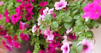 Những điều không thể bỏ qua khi chọn hoa ban công