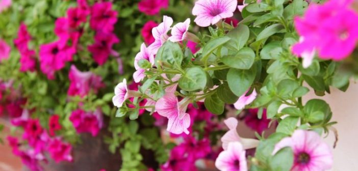 Những điều không thể bỏ qua khi chọn hoa ban công