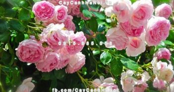Trồng cây dây leo giàn có lợi ích như thế nào mà ít ai biết tới-hình 1
