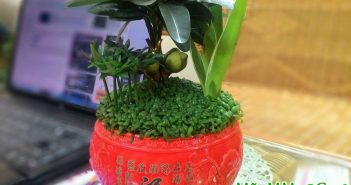 cây tài lộc