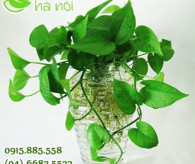 cây trầu bà